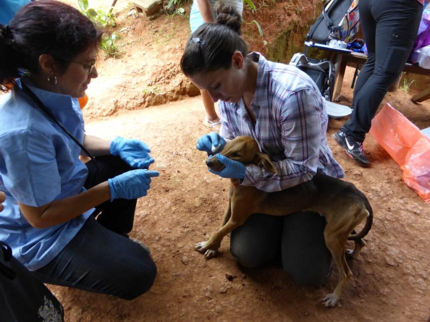 Jessie and Dr. Gottdenker-cleaning a dog%27s eyes from JVR.jpg